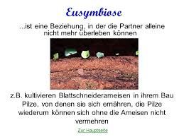 We did not find results for: Symbiose Mutualismus Fakultatives Zusammenleben Zum Beiderseitigen Vorteil Wirt Gast Beziehung Kooperation Etwa Heterospezifische Tierherden Eusymbiose Ppt Video Online Herunterladen