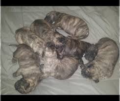 Browse search results for presa canario pets and animals for sale in texas. Puppyfinder Com Presa Canario Puppies Puppies For Sale Near Me In Texas Usa Page 1 Displays 10