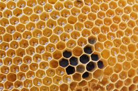 Hexagon In Nature Why Is The Honeycomb Hexagonal Steemit