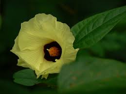 Image result for Thespesia garckeana