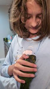 Hello all, just got this Black Capped Conure for my daughter.