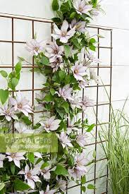 We did not find results for: Clematis Samaritan J Stock Photo By Visions Premium Image 0710320