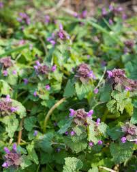 If you notice weeds appearing in these areas anyway, cover the area with newspaper. Common Lawn Weeds And How To Get Rid Of Them