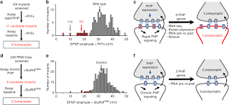 Maybe you would like to learn more about one of these? Cul3 And Insomniac Are Required For Rapid Ubiquitination Of Postsynaptic Targets And Retrograde Homeostatic Signaling Nature Communications