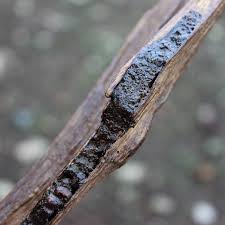 70+ vectors, stock photos & psd files. What Is Agarwood