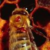Common bee pests, diseases, and problems. 1