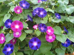 The site owner hides the web page description. Morning Glories Can T Wait To Plant Again In Spring ë©êµ´ ê½ƒ ì•„ë¦„ë‹¤ìš´ ê½ƒ ì‚¬ì§„ ì‹ë¬¼
