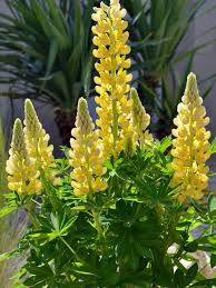 Lupine flower with free shipping. Lupine Mini Gallery Yellow Bluestone Perennials