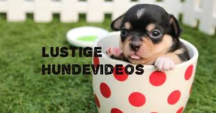 Llll zahlungserinnerung lustig formuliert lustiges erinnerungsschreiben als vorlage kostenlos downloaden witziger & humorvoller text. Bildergalerie Lustige Hundevideos Die Besten Clips Freeware De