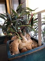 Image result for Monadenium