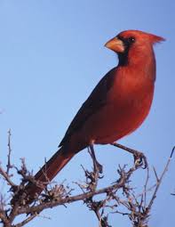 Birds Native To North Carolina State Symbols Ncpedia State Birds Common Birds Cardinal Pictures