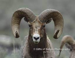 Sheep Ram Head Profile X9a6717 Animals Ram Head Sheep