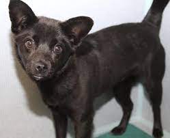 Adopt Laura On Petfinder Chihuahua Humane Society Cats And Kittens