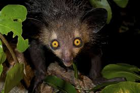 Maybe you would like to learn more about one of these? 17 Surprisingly Real Animals