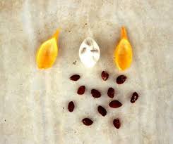 Image result for Tabernanthe