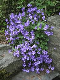 Campanula Muralis Groundcover Campanula Plants Garden