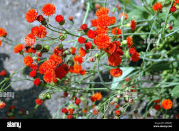 Image result for Emilia coccinea