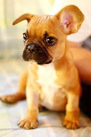 The Friendly Fur 10 Dogs That Are Ideal For Small Apartments Hayvanlar Kopek Fotograf