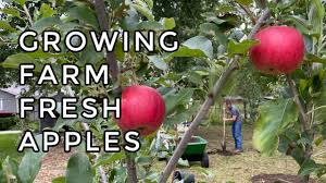 Many gardeners recommend the use of compost in the planting hole to improve root regeneration and initial growth. Planting A Michigan Orchard Youtube