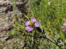 Image result for Zygophyllaceae