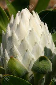 Whether left on the bush or picked, protea flowers are long lasting and eye . King Protea Schone Cremeweissen Konig Protea Mit Weichen Federleichten Deckblatter Proteas Sind Auch Bekannt Als Sugarbushes Wegen Ihrer Pelzigen Apprearance Dass Ahnelt Gesponnen Zucker Fotografiert Mt Tomah Garten Lizenzfreie Fotos Bilder Und