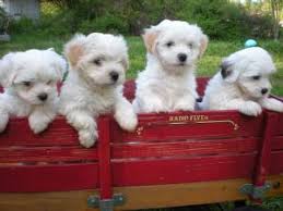 I am very playful and well socialized! Havanese Puppies For Sale