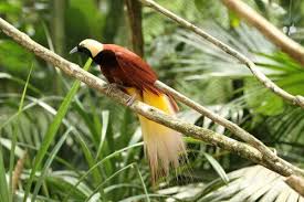 Indonesia's forests are being however, it is home to between 10 and 15 percent of all known species of plants, mammals and birds which make up the world's treasure chest of biodiversity. Birds Of Paradise Species And Characteristics My Animals