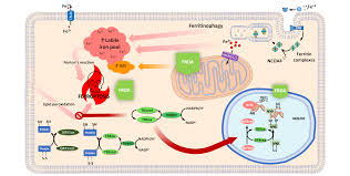 Пароли на фрироллы 888 poker. Antioxidants Free Full Text Thioredoxin And Glutaredoxin Systems As Potential Targets For The Development Of New Treatments In Friedreich S Ataxia Html