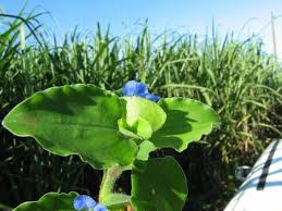 Image result for Commelina benghalensis