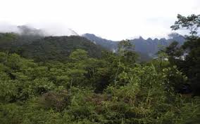 Image result for Stathmostelma gigantiflorum