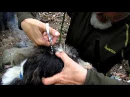 How to clean a wound in 6 steps. 7 94 Mb Surgical Staple Removal Best Practices Hd Demonstration Download Lagu Mp3 Gratis Mp3 Dragon