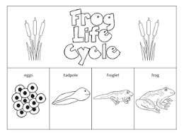 The Paper Maid Frog Life Cycle Frog Life Lifecycle Of A Frog Life Cycles Preschool