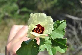 Image result for Cienfuegosia hildebrandtii