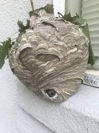 Viking pest control provide a range of pest control services to domestic and commercial properties across east yorkshire between york, beverley, hull and bridlington including driffield, hornsea, pocklington, cottingham, market weighton, hessle, willerby and brough. Viking Pest Control 449 W Nicholson Rd Audubon Nj Pest Control Mapquest