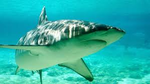 Image result for Shark