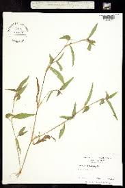 Image result for Commelina nigritana