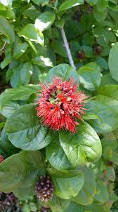 Image result for Combretum xanthothyrsum