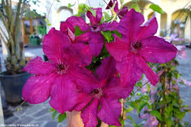 We did not find results for: Photo Gallery Clematis 2 Garden En Com