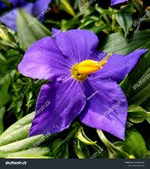 Image result for Exacum