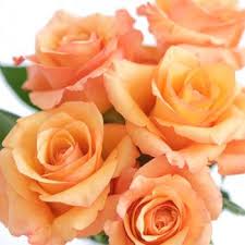 Twilight Light Orange Rose Fiftyflowers Com Light Orange Orange Aesthetic Orange Roses