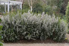 Image result for Erica arborea