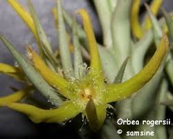 Image result for Orbea rogersii