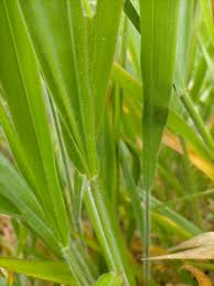 Image result for Urochloa eminii