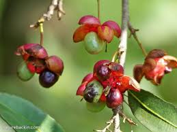 Image result for Ochna natalitia