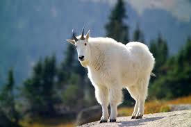 See more ideas about goats, baby goats, farm animals. The Mountain Goat Also Known As The Rocky Mountain Goat Hd Wallpaper Background Image 3000x2000