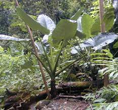 He was most prominent from 1976 to present. Alocasia Wikipedia