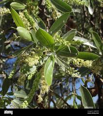 Image result for Terminalia sericea