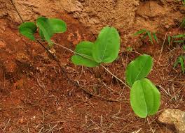 Image result for Smilax anceps