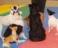 Petco dog training in las cruces, nm. Mesilla Valley Pet Resort Las Cruces Nm Pet Supplies