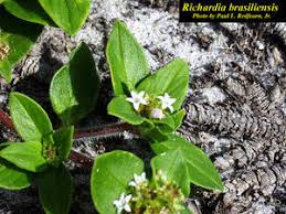 Image result for Richardia brasiliensis